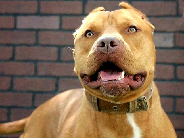 مولد نژاد آمریکن پیت بول تریر پاچیکو